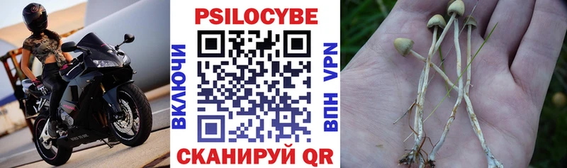 Псилоцибиновые грибы Cubensis Буинск
